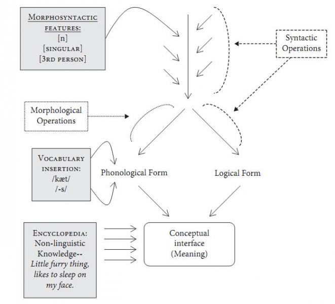 A estrutura da gramática em Morfologia Distribuída
